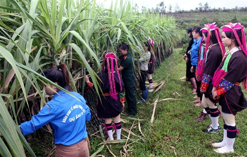 Áp dụng mô hình trồng mía tím cho hiệu quả kinh tế cao ở Bắc Sơn Áp dụng mô hình trồng mía tím cho hiệu quả kinh tế cao ở Bắc Sơn
