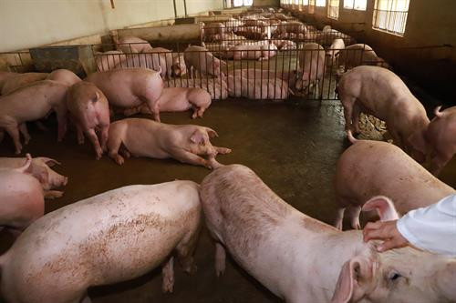 Bà Vũ Thị Hương, Giám đốc Trung tâm khuyến nông Hà Nội (ngoài cùng, bên trái) cùng các hội viên Hội phụ nữ Thành phố Hà Nội đi thăm và tìm hiểu thực tế mô hình sản xuất chăn nuôi khép kín tại Hợp tác xã Hoàng Long. Lợn nuôi tại Hợp tác xã Hoàng Long luôn đạt tiêu chuẩn VietGAP, đảm bảo an toàn sinh học.