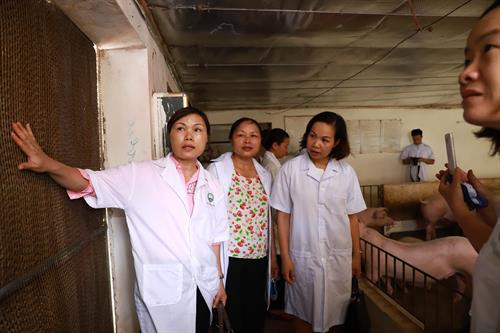 Bà Vũ Thị Hương, Giám đốc Trung tâm khuyến nông Hà Nội (ngoài cùng, bên trái) cùng các hội viên Hội phụ nữ Thành phố Hà Nội đi thăm và tìm hiểu thực tế mô hình sản xuất chăn nuôi khép kín tại Hợp tác xã Hoàng Long. Lợn nuôi tại Hợp tác xã Hoàng Long luôn đạt tiêu chuẩn VietGAP, đảm bảo an toàn sinh học.