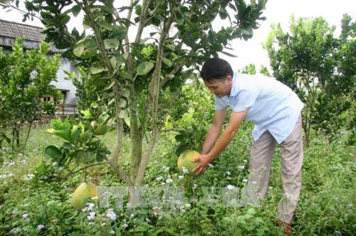 Anh Kiều Văn Quang (Lai Châu) thu hoạch bưởi trong vườn của gia đình. Ảnh: Việt Hoàng - TTXVN Anh Kiều Văn Quang (Lai Châu) thu hoạch bưởi trong vườn của gia đình. Ảnh: Việt Hoàng - TTXVN