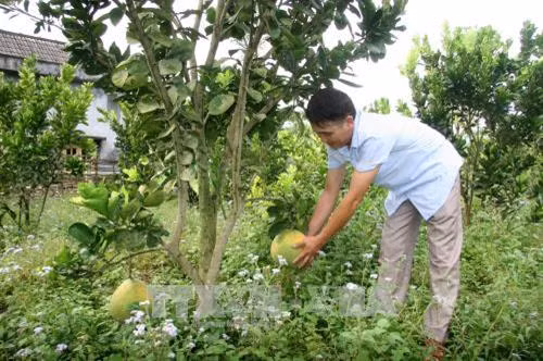 Anh Kiều Văn Quang (Lai Châu) thu hoạch bưởi trong vườn của gia đình. Ảnh: Việt Hoàng - TTXVN