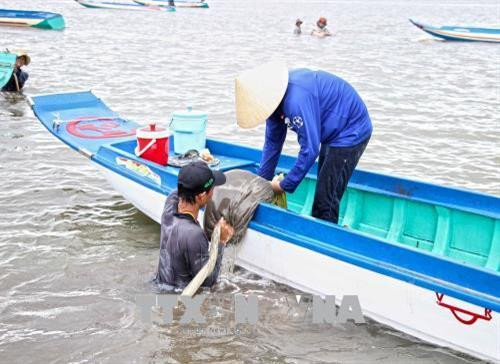 Vào thời điểm cuối tháng 5/2018, người dân tập trung tại khu vực biển Khai Long (xã Đất Mũi, huyện Ngọc Hiển, tỉnh Cà Mau) để cào nghêu giống. Trung bình mỗi ngày có từ 300 - 500 phương tiện đến khai thác. Ảnh: Thế Anh - TTXVN Vào thời điểm cuối tháng 5/2018, người dân tập trung tại khu vực biển Khai Long (xã Đất Mũi, huyện Ngọc Hiển, tỉnh Cà Mau) để cào nghêu giống. Trung bình mỗi ngày có từ 300 - 500 phương tiện đến khai thác. Ảnh: Thế Anh - TTXVN