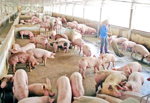 Phụ nữ đất Tổ giúp nhau thoát nghèo ảnh 1