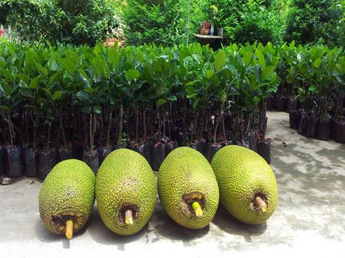 Mít không hạt hiện đang được nhiều người chuộng bởi thơm ngon, màu vàng ươm. Ảnh: vietq.vn Mít không hạt hiện đang được nhiều người chuộng bởi thơm ngon, màu vàng ươm. Ảnh: vietq.vn