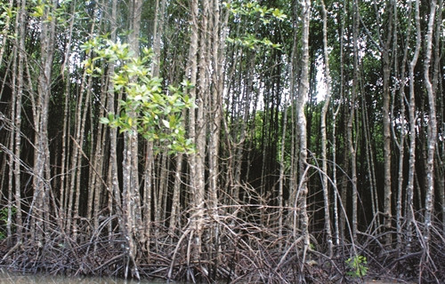 Rừng đước khoảng năm 30 tuổi là cho thu hoạch, trữ lượng trung bình là 300 - 320 m3/ha