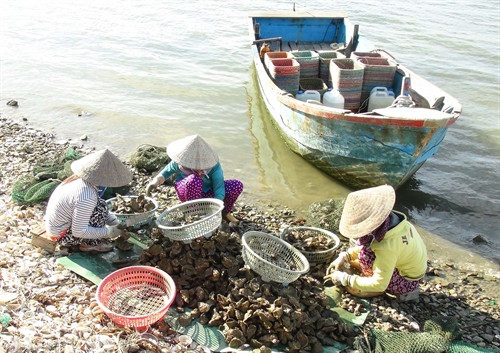 Phân loại hàu sau khi thu hoạch.