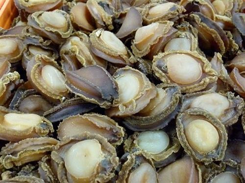 Bào ngư là loài có giá trị kinh tế bởi vì hàm lượng dinh dưỡng trong thịt của chúng rất cao. Ảnh: tepbac.com