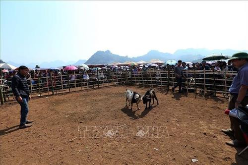 "Đấu trường" chọi dê tại xã Xá Nhè, huyện Tủa Chùa. Ảnh: Phan Tuấn Anh - TTXVN "Đấu trường" chọi dê tại xã Xá Nhè, huyện Tủa Chùa. Ảnh: Phan Tuấn Anh - TTXVN