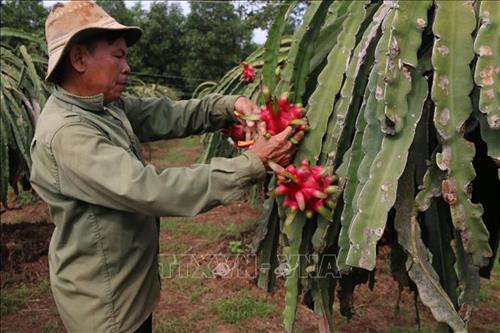 Thu hoạch thanh long tại vườn của gia đình ông Nguyễn Tông Hạ, ấp Trang Định, xã Bông Trang, huyện Xuyên Mộc. Ảnh: Hoàng Nhị - TTXVN Thu hoạch thanh long tại vườn của gia đình ông Nguyễn Tông Hạ, ấp Trang Định, xã Bông Trang, huyện Xuyên Mộc. Ảnh: Hoàng Nhị - TTXVN
