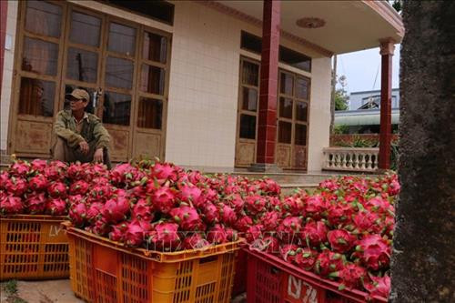 Ông Nguyễn Thanh Hải, ấp 1, xã Bưng Riềng, huyện Xuyên Mộc, lo lắng vì sợ thương lái không đến thu mua thanh long. Ảnh: Hoàng Nhị - TTXVN Ông Nguyễn Thanh Hải, ấp 1, xã Bưng Riềng, huyện Xuyên Mộc, lo lắng vì sợ thương lái không đến thu mua thanh long. Ảnh: Hoàng Nhị - TTXVN