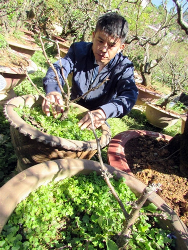 Cây anh đào Nhật Bản vừa trút lá, kết nụ ở Thung lũng hoa đào Mười Lời, Đà Lạt.