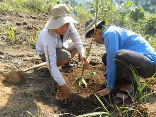 Cán bộ kỹ thuật Trạm Khuyến nông Sơn Tây - Quảng Ngãi trực tiếp trồng thử nghiệm cây mắc ca trên địa bàn huyện. Ảnh : danviet.vn