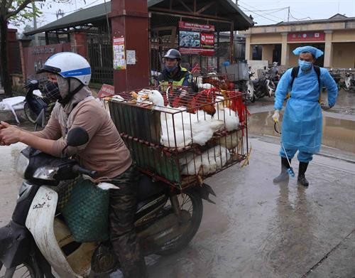 Chợ đầu mối gia cầm Hà Vĩ chủ động phòng, chống dịch cúm gia cầm ảnh 3 Chợ đầu mối gia cầm Hà Vĩ chủ động phòng, chống dịch cúm gia cầm ảnh 3