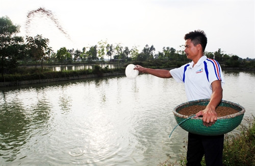 Gia đình anh Trịnh Đức Ngọc ở xã Phù Lương, huyện Quế Võ vay 20 triệu đồng cải tạo đất kém hiệu quả thành ao nuôi cá, mỗi năm thu hàng chục tấn cá