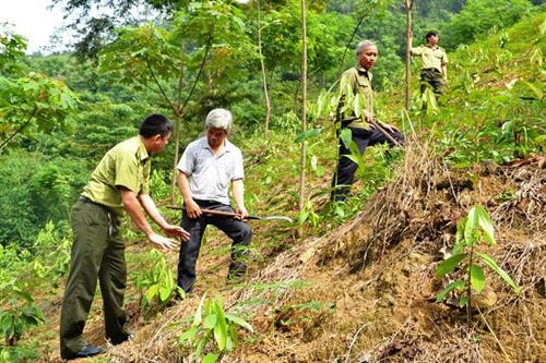 Cán bộ Hạt Kiểm lâm Bảo Yên hướng dẫn người dân chăm sóc quế. Ảnh: nhandan.com.vn
