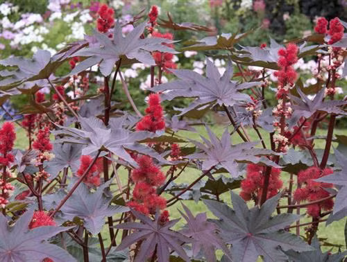 Lá đu đủ tía (cây thầu dầu). Ảnh : .vietlinh.vn