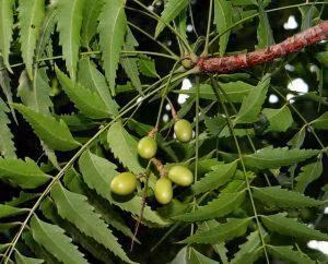 Lá xoan . Ảnh: .vietlinh.vn