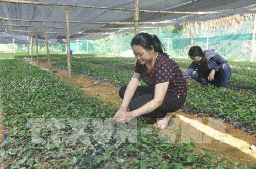 Cây quế đã thực sự trở thành loại cây hàng hóa giúp bà con Nậm Đét phát triển kinh tế bền vững. Ảnh: Hương Thu-TTXVN