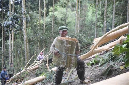 Thu hoạch quế ở Bắc Hà. Ảnh: Hương Thu - TTXVN