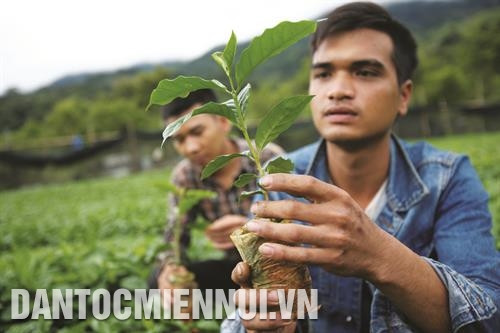 Để giảm nghèo bền vững, huyện đã triển khai nhiều đề án nông nghiệp như: trồng cà phê xứ lạnh, cao su, sâm và một số cây dược liệu khác. Ảnh: An Thành Đạt - TTXVN