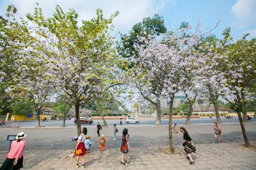 Hoa ban Tây Bắc nở giữa lòng Hà Nội ảnh 13