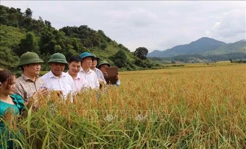 Các đại biểu tham quan cánh đồng lúa nếp Mường Và, xã Mường Và, huyện Sốp Cộp, tỉnh Sơn La. Ảnh: Nguyễn Cường – TTXVN