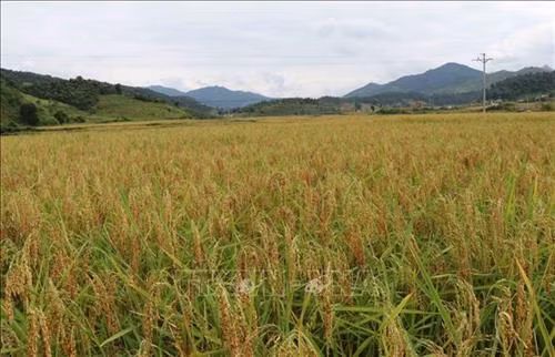 Cánh đồng lúa nếp Mường Và, xã Mường Và, huyện Sốp Cộp, tỉnh Sơn La. Ảnh: Nguyễn Cường – TTXVN