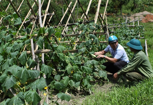 Cán bộ khuyến nông hướng dẫn người dân xã Hữu Kiệm kiểm tra quá trình phát triển và chăm sóc giống dưa leo bản địa đặc trưng của người Thái ở địa phương. Cán bộ khuyến nông hướng dẫn người dân xã Hữu Kiệm kiểm tra quá trình phát triển và chăm sóc giống dưa leo bản địa đặc trưng của người Thái ở địa phương.