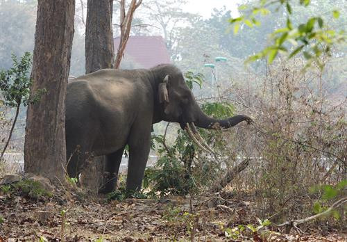 Voi phục vụ chở du khách tham quan ở Vườn Quốc gia Yok Don. Môi trường tự nhiên giúp đàn voi sinh trưởng phát triển tốt hơn. Môi trường tự nhiên giúp đàn voi sinh trưởng phát triển tốt hơn. Các cá thể voi cái thường bị cách li không được giao phối trong thời kỳ động dục. Cá thể voi đực đến thời kỳ động dục nhưng không được giao phối. Voi phục vụ chở du khách tham quan ở Buôn Đôn. Voi phục vụ chở du khách tham quan ở Vườn Quốc gia Yok Don. Môi trường tự nhiên giúp đàn voi sinh trưởng phát triển tốt hơn. Môi trường tự nhiên giúp đàn voi sinh trưởng phát triển tốt hơn. Các cá thể voi cái thường bị cách li không được giao phối trong thời kỳ động dục. Cá thể voi đực đến thời kỳ động dục nhưng không được giao phối. Voi phục vụ chở du khách tham quan ở Buôn Đôn.