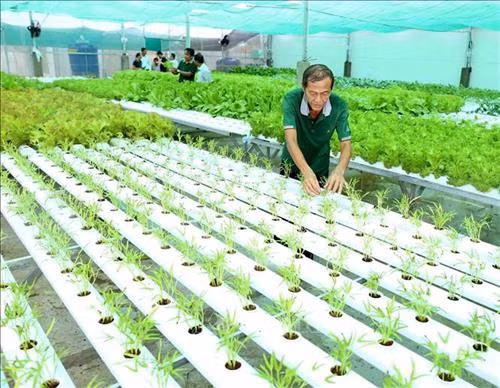 Trồng rau thủy canh mạng lại hiệu quả kinh tế cao .Ảnh: Vũ Hữu Sinh - TTXVN