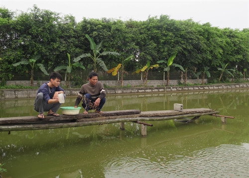 Cho cá ăn tại trang trại của anh Trần Văn Kiên (xóm 10, xã Mỹ Trung, huyện Mỹ Lộc, Nam Định).