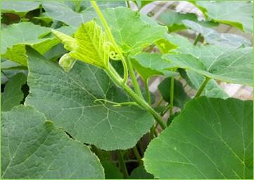 Giống bí siêu ngọn khoảng 50 ngày sau gieo, có thể cho thu hoạch ngọn. Ảnh: bannhanong.vn Giống bí siêu ngọn khoảng 50 ngày sau gieo, có thể cho thu hoạch ngọn. Ảnh: bannhanong.vn