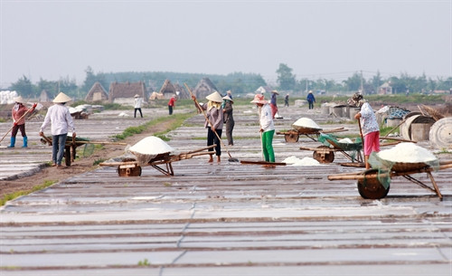 Trên cánh đồng sản xuất muối tại xã Hải Đông.