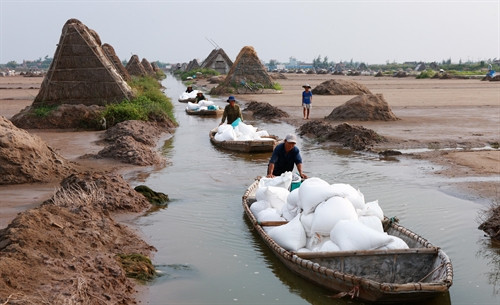 Muối được tập kết và vận chuyển đến nơi tiêu thụ.
