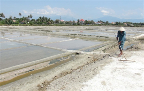 Lại lo muối được mùa, mất giá ảnh 1