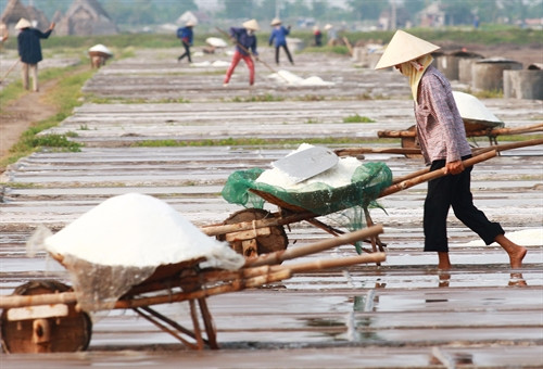 Trên cánh đồng sản xuất muối tại xã Hải Đông.