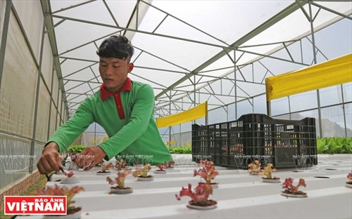 Từng chậu rau xà lách con được đặt vào ống thủy canh