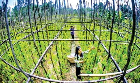 Làng trầu ở huyện Vị Thủy.