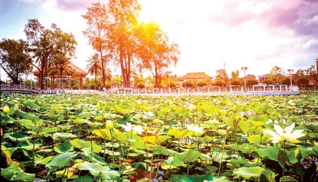 Nắng sớm tại Hồ Sen, thành phố Vị Thanh.