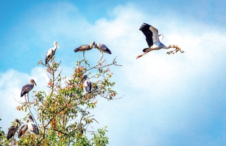 Những cá thể cò nhạn (cò ốc) tại vườn chim Trung tâm Nông nghiệp Mùa Xuân.