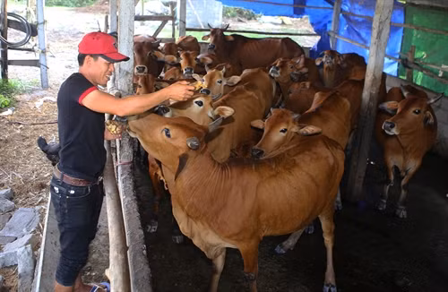 Anh Đống chăm sóc đàn bò. Anh Đống chăm sóc đàn bò.