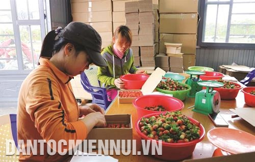 Dâu tây Đà Lạt được đóng hộp bán cho người tiêu dùng ở các tỉnh, thành miền xuôi. Ảnh: Nguyễn Dũng