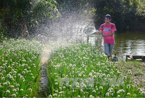 Người dân huyện Điện Biên (tỉnh Điện Biên) chăm sóc rau. Ảnh: Xuân Tư - TTXVN Người dân huyện Điện Biên (tỉnh Điện Biên) chăm sóc rau. Ảnh: Xuân Tư - TTXVN