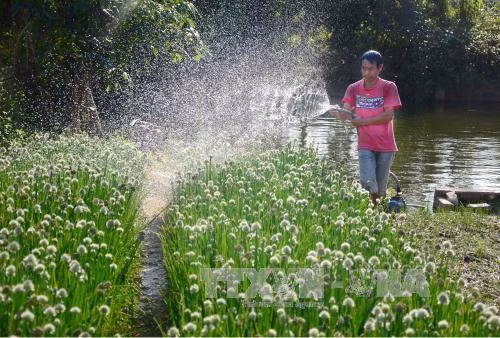 Người dân huyện Điện Biên (tỉnh Điện Biên) chăm sóc rau. Ảnh: Xuân Tư - TTXVN