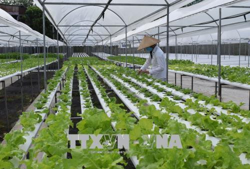 Anh Nguyễn Phú Việt Cường ở xã Mỹ Hiệp, huyện Cao Lãnh, tỉnh Đồng Tháp đã đầu tư gần 2,2 tỷ đồng trồng rau an toàn theo hướng thuỷ canh trên diện tích 3.000m2. Ảnh: Chương Đài - TTXVN Anh Nguyễn Phú Việt Cường ở xã Mỹ Hiệp, huyện Cao Lãnh, tỉnh Đồng Tháp đã đầu tư gần 2,2 tỷ đồng trồng rau an toàn theo hướng thuỷ canh trên diện tích 3.000m2. Ảnh: Chương Đài - TTXVN