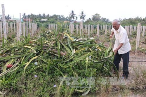 Nhiều hộ dân thuộc huyện Châu Thành (tỉnh Long An) đang đốn bỏ thanh long ruột trắng để trồng thanh long ruột đỏ. Nhiều hộ dân thuộc huyện Châu Thành (tỉnh Long An) đang đốn bỏ thanh long ruột trắng để trồng thanh long ruột đỏ.