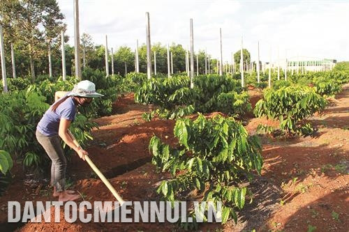 Chăm sóc vườn cà phê tái canh. Ảnh: Phạm Cường