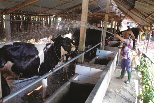 Thành phố Hồ Chí Minh đi đầu trong cả nước về công tác xoá đói giảm nghèo