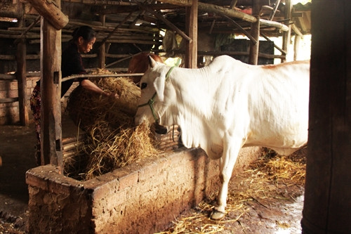 Mô hình hộ gia đình chăn nuôi bò thịt đang phát triển mạnh ở xã Nhơn Tân, huyện An Nhơn (Bình Định).
