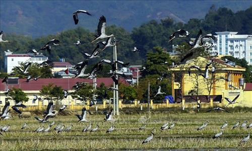 Cò nhạn thuộc nhóm R+, cực kỳ quý hiếm, có trong Sách đỏ Việt Nam. Ảnh: Phan Tuấn Anh - TTXVN Cò nhạn thuộc nhóm R+, cực kỳ quý hiếm, có trong Sách đỏ Việt Nam. Ảnh: Phan Tuấn Anh - TTXVN